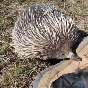 Tachyglossus aculeatus at Tuggeranong DC, ACT - 2 Sep 2020 01:00 PM