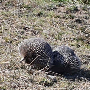 Tachyglossus aculeatus at Tuggeranong DC, ACT - 2 Sep 2020