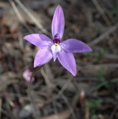 Glossodia major (Wax Lip Orchid) at Aranda, ACT - 10 Sep 2020 by CathB