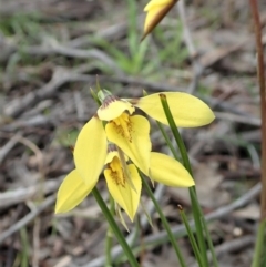 Diuris chryseopsis (Golden Moth) at Holt, ACT - 10 Sep 2020 by CathB