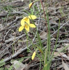 Diuris chryseopsis at Holt, ACT - suppressed