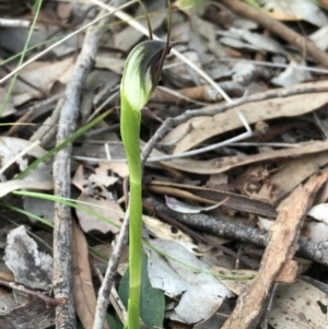 Pterostylis pedunculata at Cook, ACT - suppressed