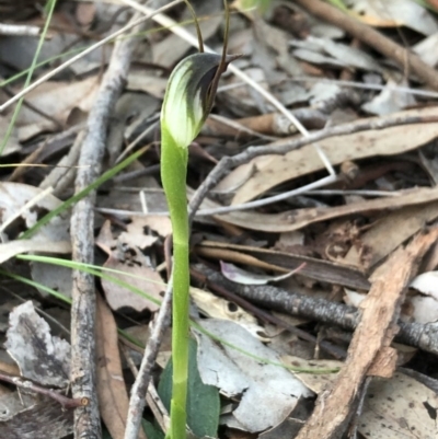 Pterostylis pedunculata (Maroonhood) at Cook, ACT - 8 Sep 2020 by CathB