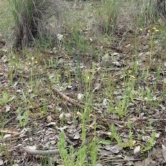 Diuris chryseopsis (Golden Moth) at Mount Painter - 10 Sep 2020 by CathB