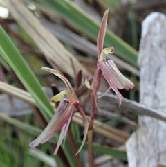 Cyrtostylis reniformis (Common Gnat Orchid) at Aranda, ACT - 5 Sep 2020 by CathB