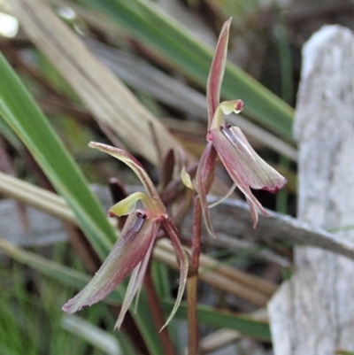 Cyrtostylis reniformis (Common Gnat Orchid) at Aranda, ACT by CathB