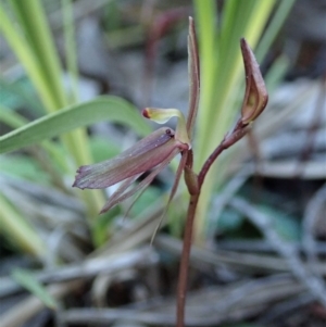 Cyrtostylis reniformis at suppressed - suppressed