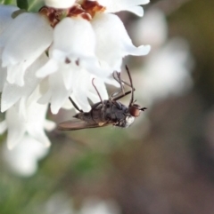 Empididae (family) (Dance fly) at Cook, ACT - 6 Sep 2020 by CathB