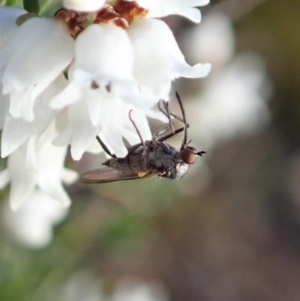 Empididae (family) at Cook, ACT - 6 Sep 2020