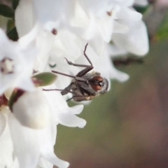 Empididae sp. (family) at Cook, ACT - 6 Sep 2020