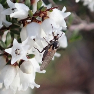 Empididae sp. (family) at Cook, ACT - 6 Sep 2020