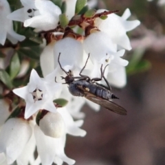 Empididae (family) at Cook, ACT - 6 Sep 2020