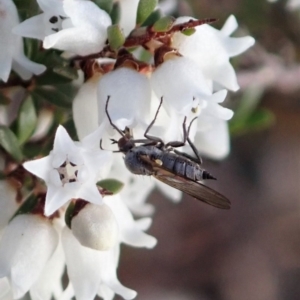 Empididae sp. (family) at Cook, ACT - 6 Sep 2020