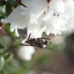 Empididae (family) at Cook, ACT - 6 Sep 2020