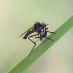 Empididae (family) (Dance fly) at Cook, ACT - 6 Sep 2020 by CathB