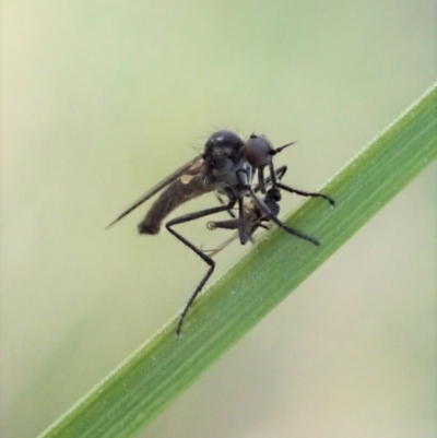 Empididae sp. (family) (Dance fly) at Mount Painter - 6 Sep 2020 by CathB