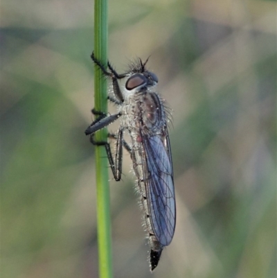 Cerdistus sp. (genus) (Yellow Slender Robber Fly) at Mount Painter - 6 Sep 2020 by CathB