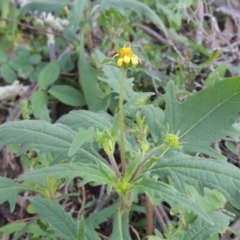 Sigesbeckia australiensis (Cobber Weed) at Banks, ACT - 31 Mar 2020 by MichaelBedingfield