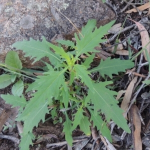 Sigesbeckia australiensis at Banks, ACT - 31 Mar 2020