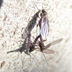 Mycetophilidae (family) (A fungus gnat) at Mount Painter - 7 Sep 2020 by CathB