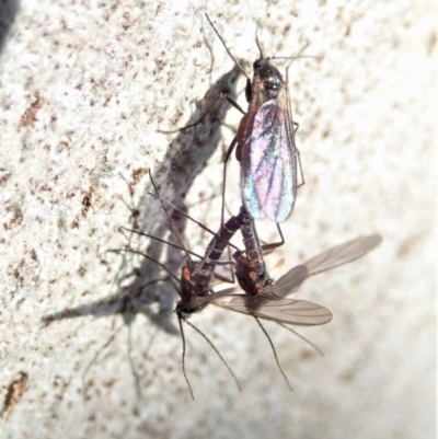 Mycetophilidae (family) (A fungus gnat) at Cook, ACT - 7 Sep 2020 by CathB