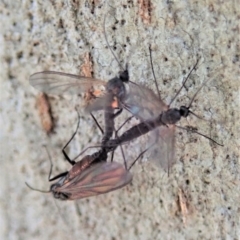 Mycetophilidae (family) at Cook, ACT - 7 Sep 2020 01:31 PM