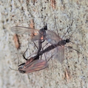 Mycetophilidae (family) at Cook, ACT - 7 Sep 2020 01:31 PM