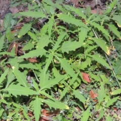 Sigesbeckia australiensis (Cobber Weed) at Tuggeranong DC, ACT - 31 Mar 2020 by MichaelBedingfield