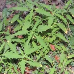 Sigesbeckia australiensis (Cobber Weed) at Tuggeranong DC, ACT - 31 Mar 2020 by michaelb