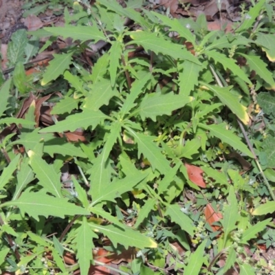 Sigesbeckia australiensis (Cobber Weed) at Tuggeranong DC, ACT - 31 Mar 2020 by MichaelBedingfield