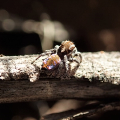 Maratus calcitrans (Kicking peacock spider) at Holt, ACT - 6 Sep 2020 by CathB