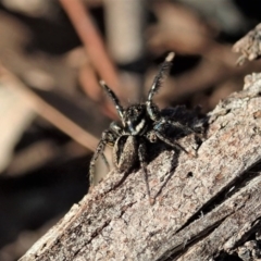 Jotus auripes (Jumping spider) at Holt, ACT - 6 Sep 2020 by CathB