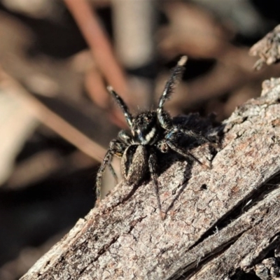 Jotus auripes (Jumping spider) at Aranda Bushland - 6 Sep 2020 by CathB