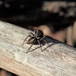 Jotus auripes at Holt, ACT - 6 Sep 2020