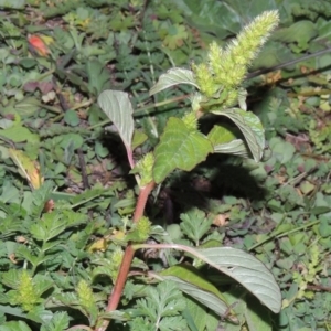 Amaranthus retroflexus at Tuggeranong DC, ACT - 31 Mar 2020