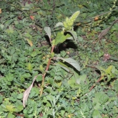 Amaranthus retroflexus at Tuggeranong DC, ACT - 31 Mar 2020