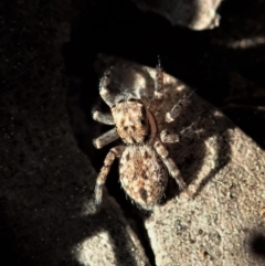 Jotus auripes (Jumping spider) at Holt, ACT - 6 Sep 2020 by CathB