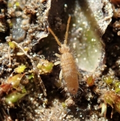 Entomobryomorpha (order) (Entomobryomorph springtail) at Mount Painter - 7 Sep 2020 by CathB