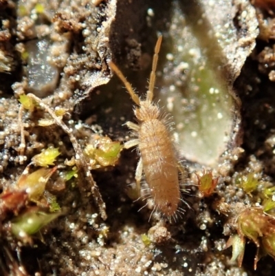 Entomobryomorpha (order) (Entomobryomorph springtail) at Mount Painter - 7 Sep 2020 by CathB