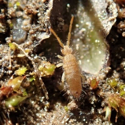 Entomobryomorpha (order) (Entomobryomorph springtail) at Holt, ACT - 7 Sep 2020 by CathB