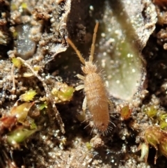 Entomobryomorpha sp. (order) (Entomobryomorph springtail) at Holt, ACT - 7 Sep 2020 by CathB