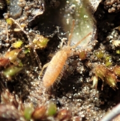 Entomobryomorpha (order) at Holt, ACT - 7 Sep 2020