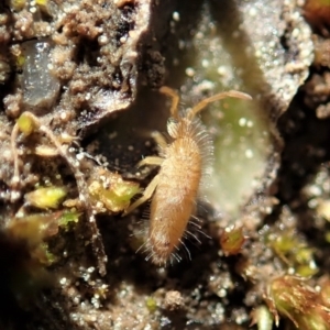 Entomobryomorpha (order) at Holt, ACT - 7 Sep 2020