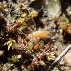 Entomobryomorpha (order) at Holt, ACT - 7 Sep 2020 02:19 PM