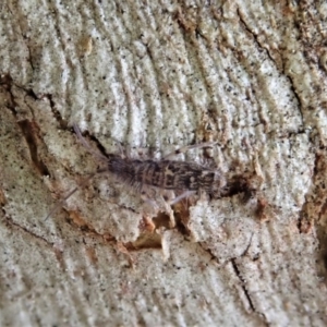 Entomobryomorpha (order) at Holt, ACT - 10 Sep 2020