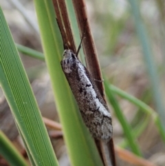 Philobota stella (A concealer moth) at Downer, ACT - 3 Sep 2020 by CathB