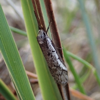 Philobota stella (A concealer moth) at Point 4762 - 3 Sep 2020 by CathB