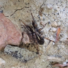 Artoria sp. (genus) (Unidentified Artoria wolf spider) at Aranda Bushland - 5 Sep 2020 by CathB