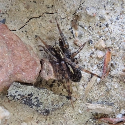 Artoria sp. (genus) (Unidentified Artoria wolf spider) at Cook, ACT - 5 Sep 2020 by CathB