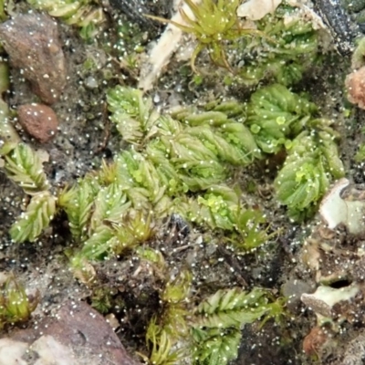 Lethocolea pansa (A ground liverwort) at Aranda Bushland - 5 Sep 2020 by CathB